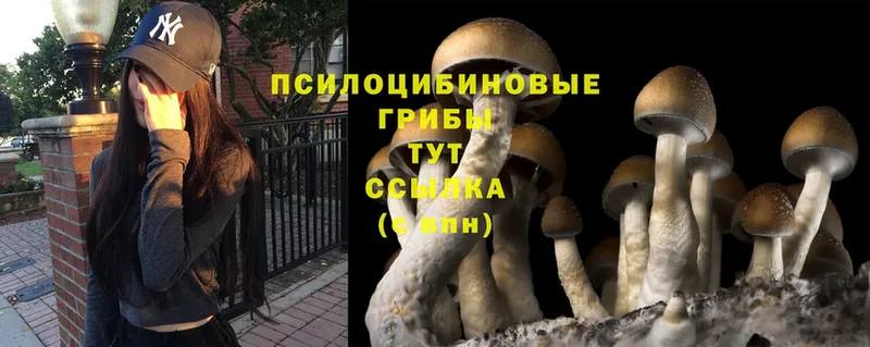 Псилоцибиновые грибы MAGIC MUSHROOMS  Воронеж 